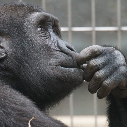 cropped-primate-ape-thinking-mimic-2.jpg – Pará-Bolas